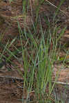 Barratt's sedge